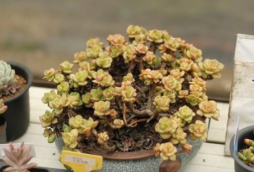 多肉怎么分贵货和普货 d5842a18310887cca90a3e8beeee3745_r.jpg