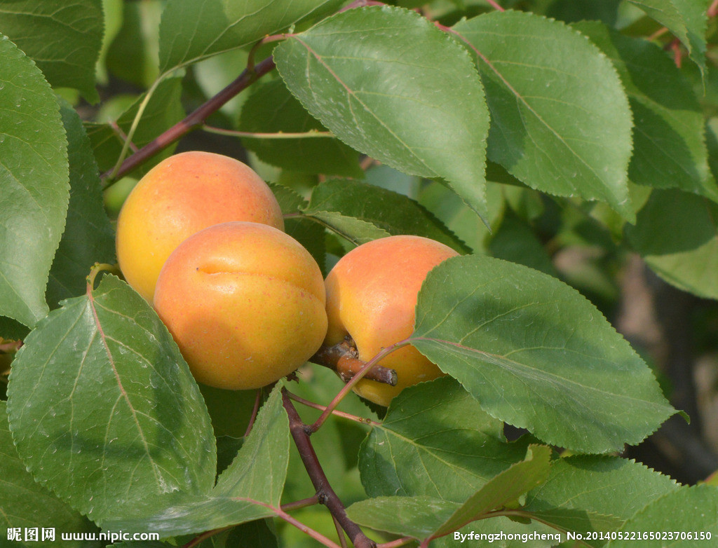 你小时候的记忆里吃过哪些野生的植物或其果实