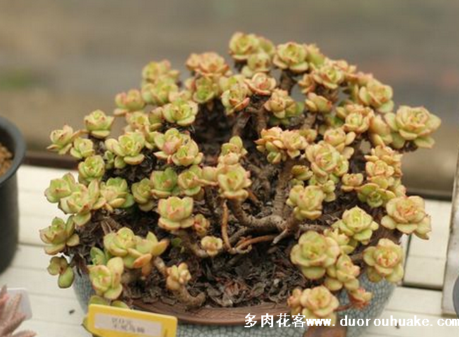 多肉植物烂根到底怎么处理?其实很简单 - 知乎