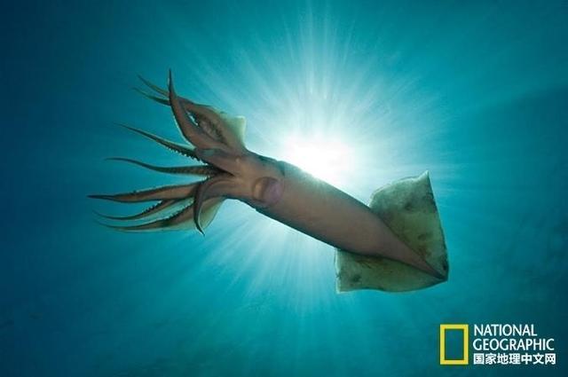 洪堡鱿鱼,又称美洲大赤鱿.