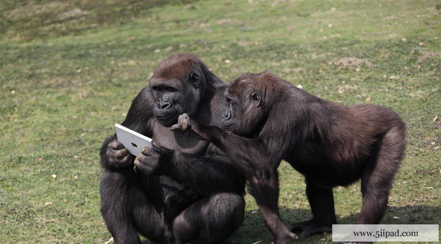有没有可能研发一种针对猩猩或者猴子使用的智能手机系统?