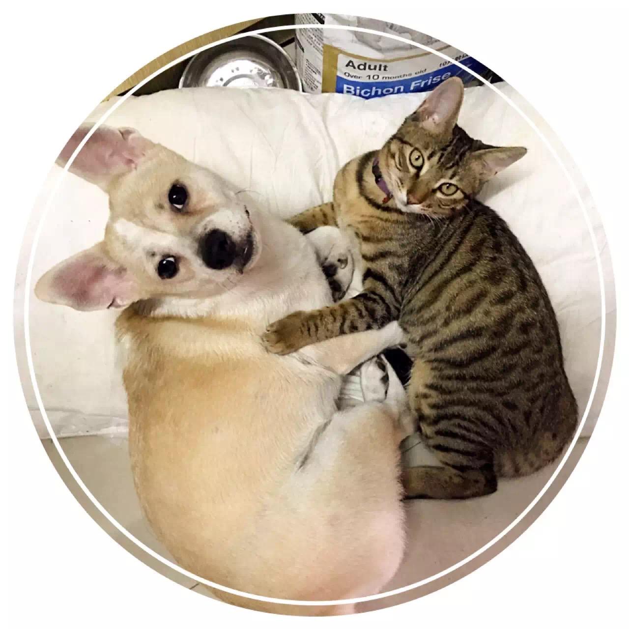 若家里养一只狗和一只猫,狗会不会因为猫的存在而不感到孤独?