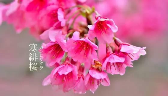 樱花有多少种 如何区分樱花和桃花 全国的樱花有多少种 蜂产网