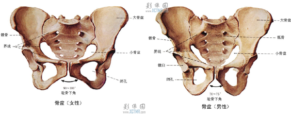 法医学中骨骼的性别判断 知乎