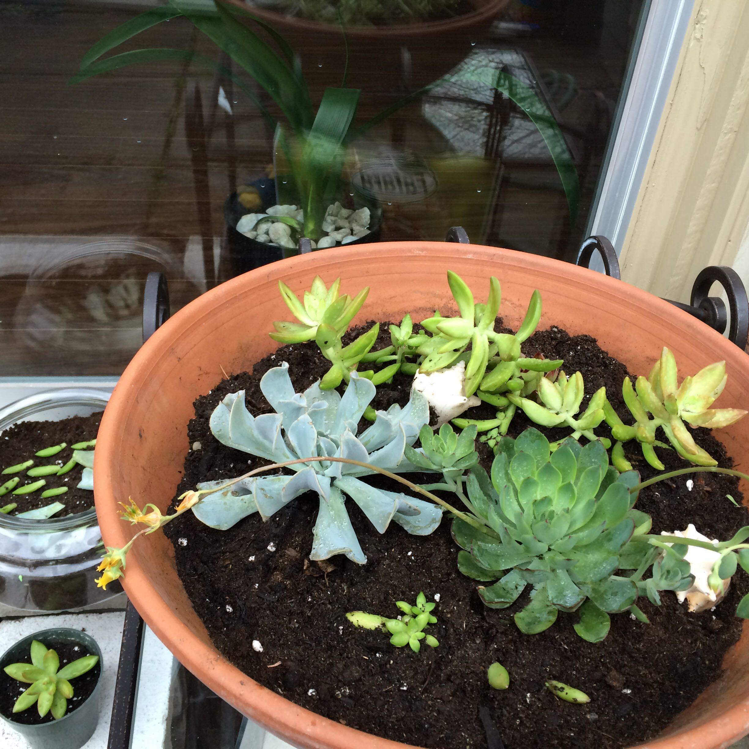 刚买回来的多肉如何正确换盆啊?