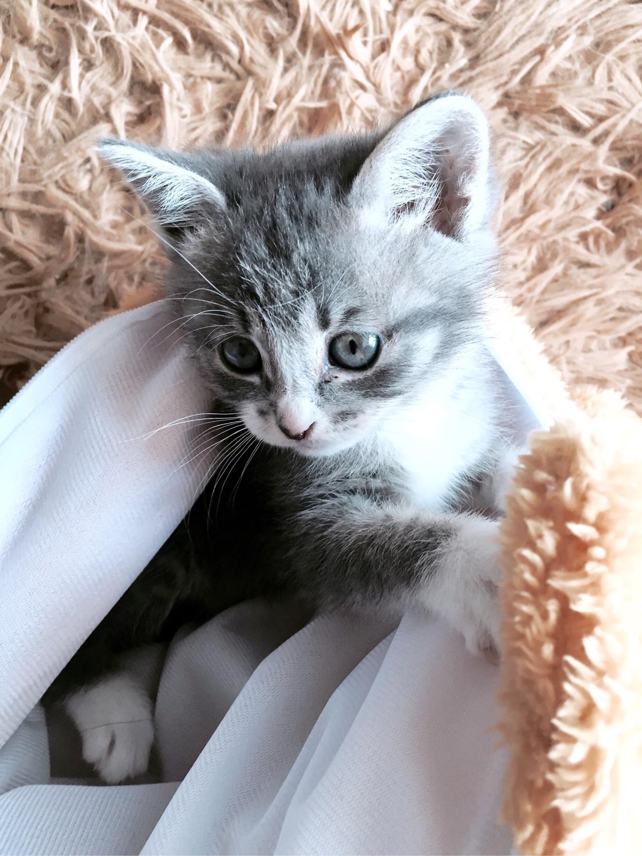 中华田园猫的颜值可以多高? - 造句子的回答