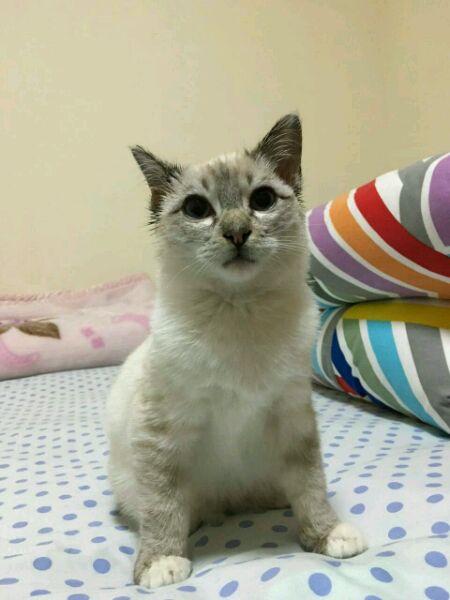 猫瘟好了 一直拉稀怎么办? - 腹泻 - 知乎