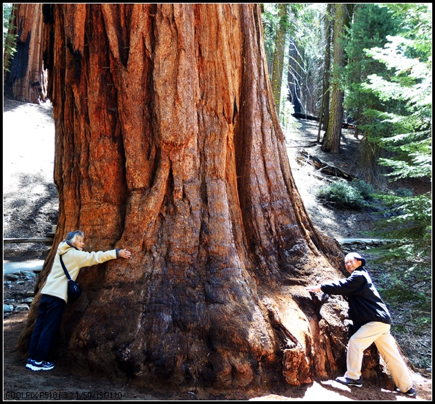 为什么海洋中最大的生物(动物)比陆地上最大的