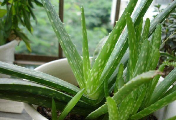 甲醛克星,室内最有效去甲醛植物排行榜 - zoe0