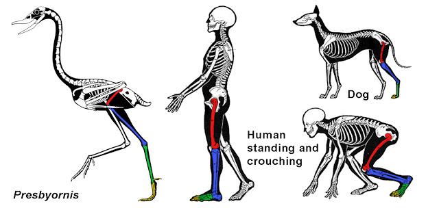四条腿的动物膝盖为什么弯曲方向不同?