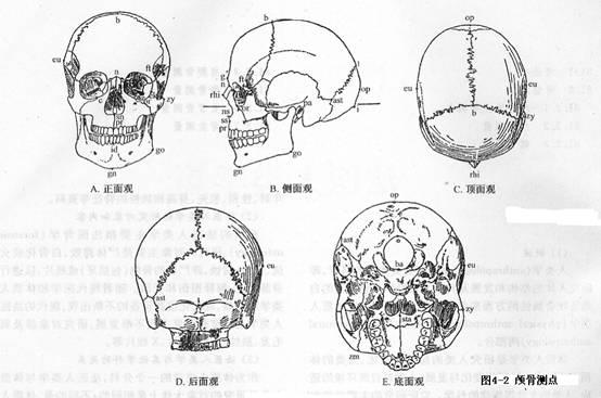 颅骨的骨化