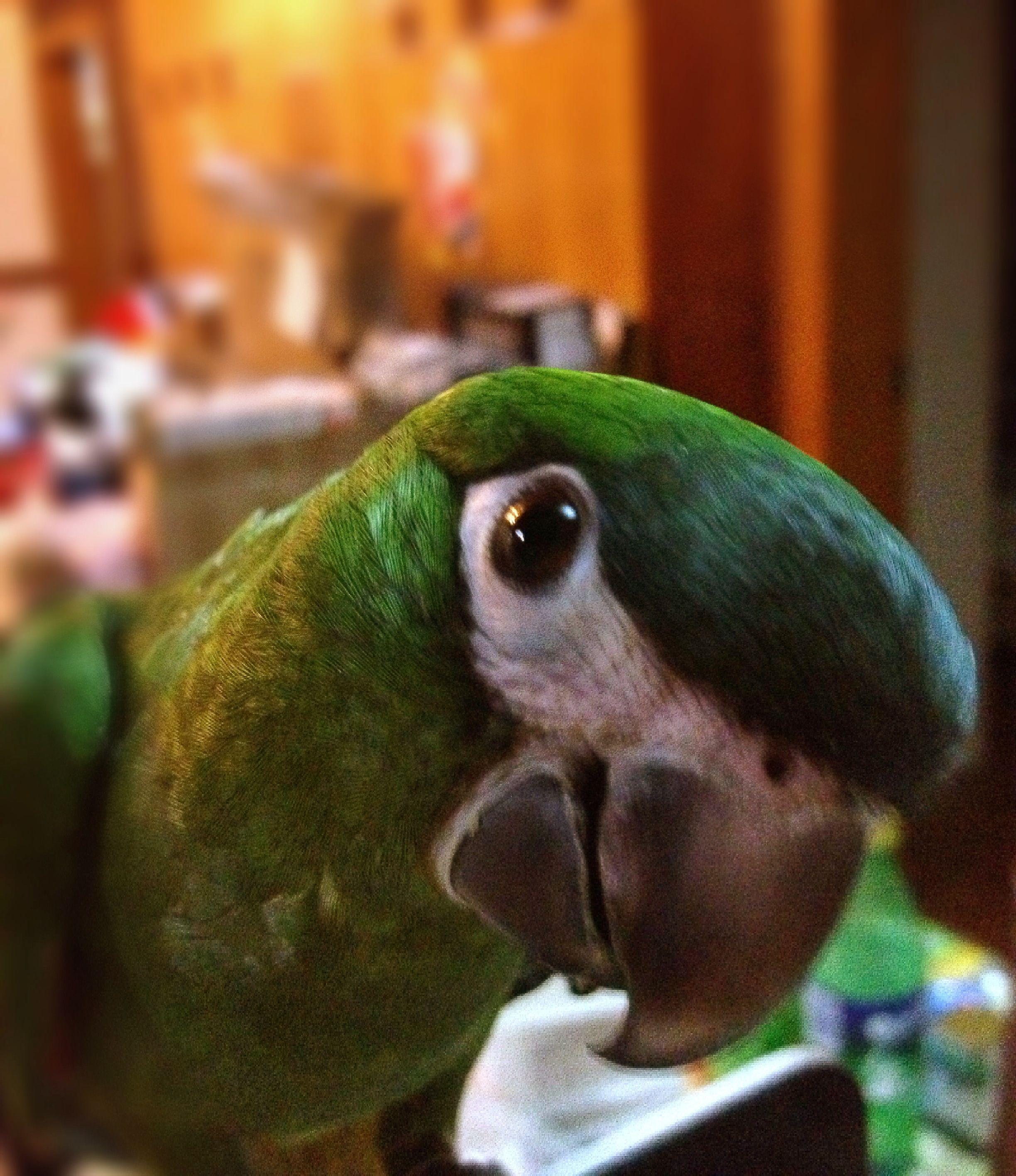 蓝帽亚马逊鹦鹉多大的容易养活?