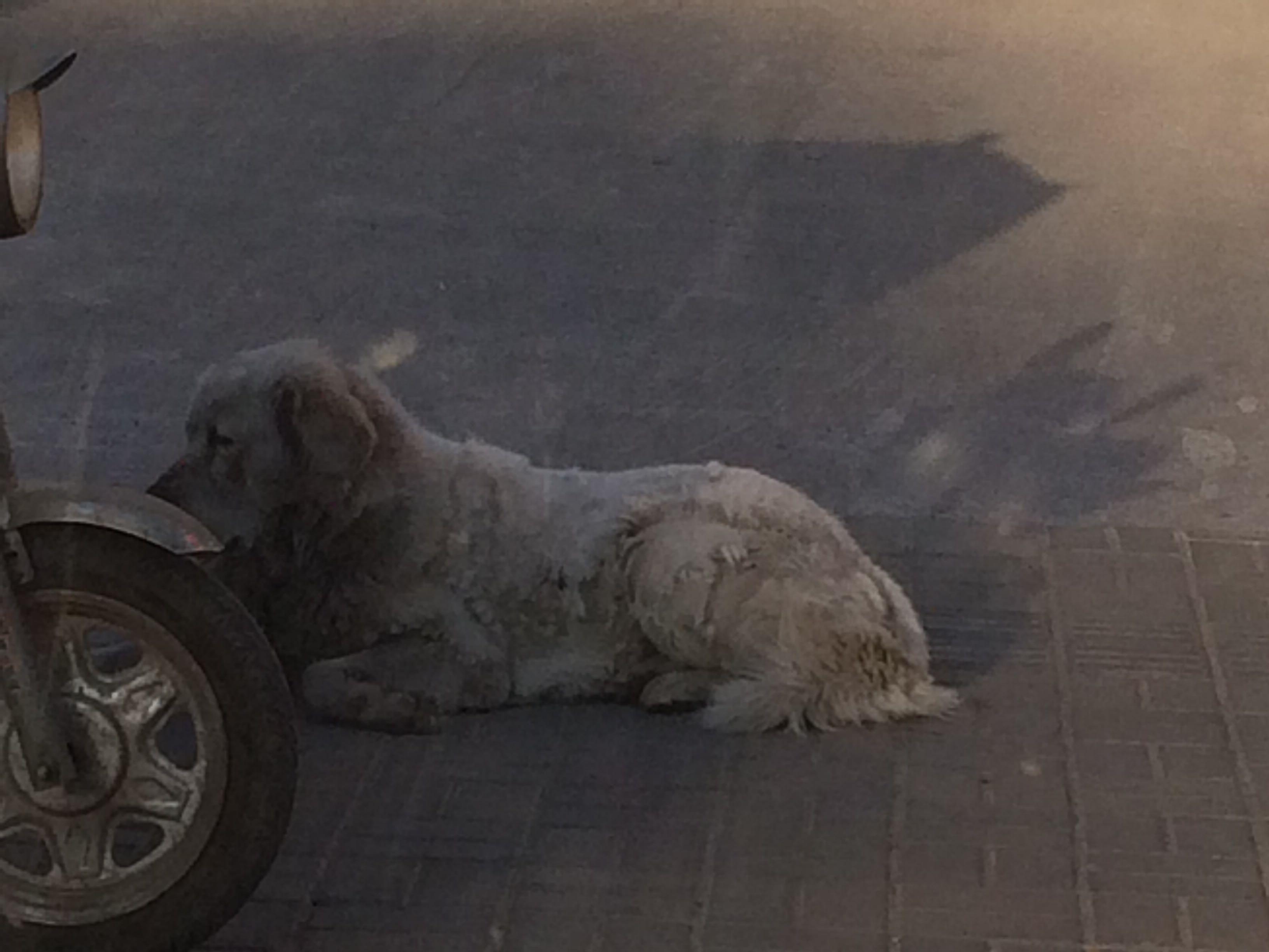 这是什么狗狗呢,感觉很帅也很凶? - 狗的品种 -