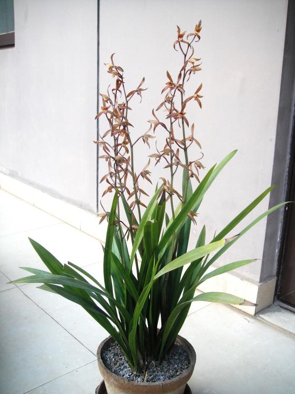 墨蘭 cymbidium sinense 差不多算是最常見的國蘭