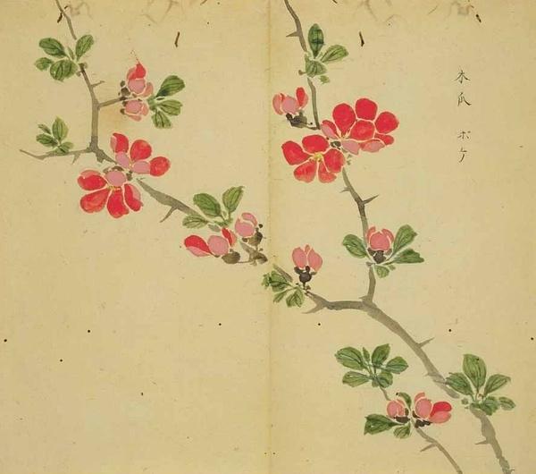 《诗经》和《楚辞》中植物,现在的名字和样子