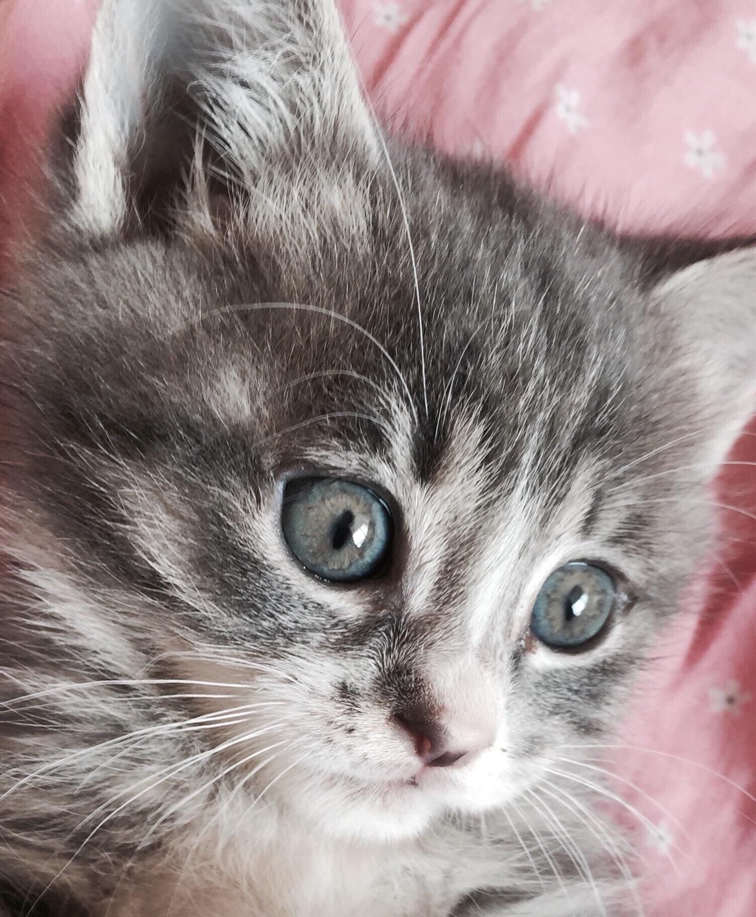 中华田园猫的颜值可以多高? - 造句子的回答