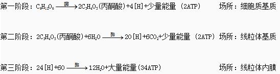 有氧呼吸总方程图片