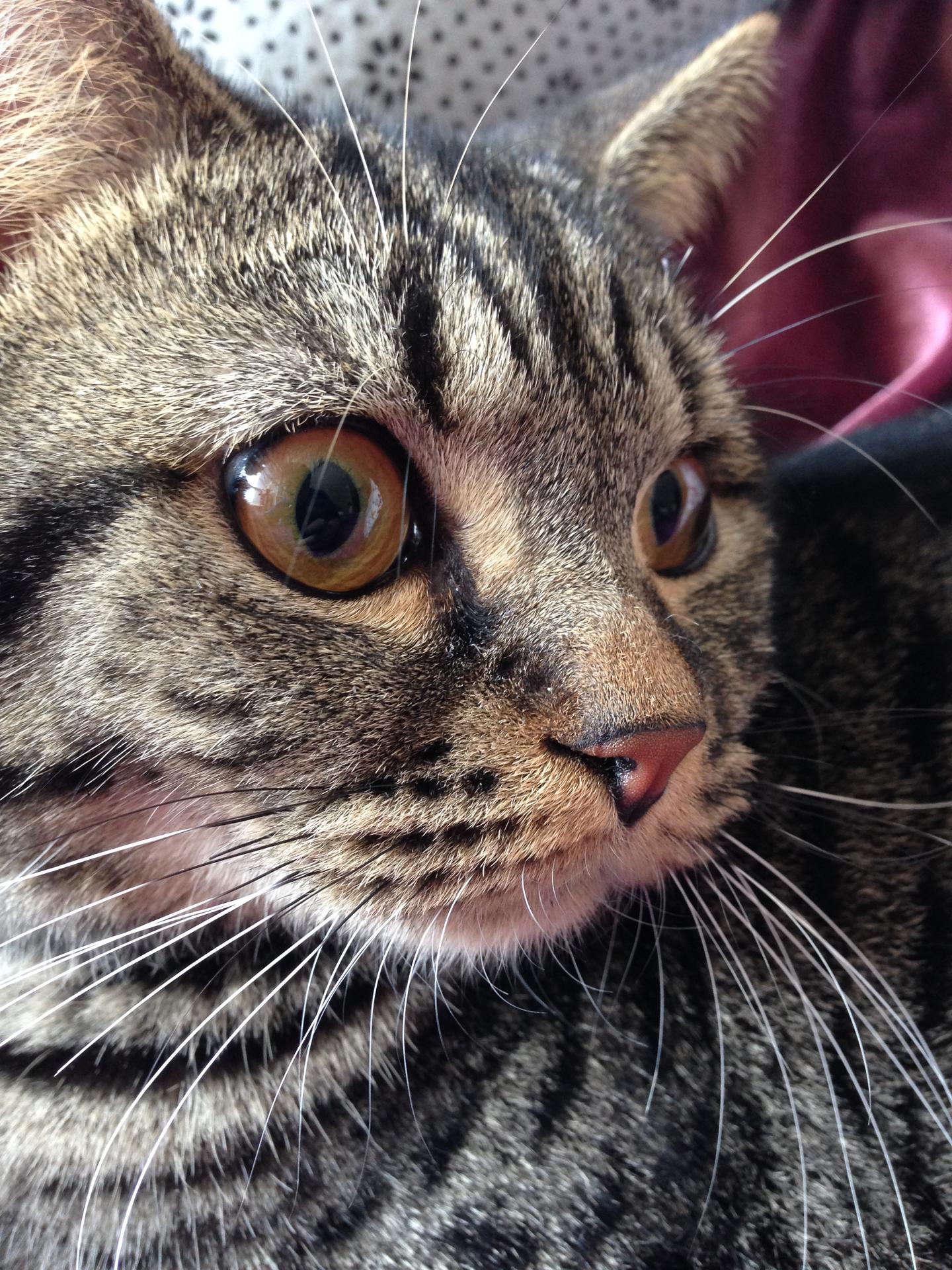 如何区分狸花猫和美国短毛猫？ - 知乎