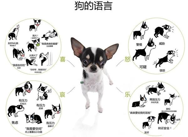 狗狗的动作语言你们懂多少?