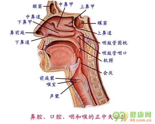 向上到出口(口,鼻)的這一段腔體,包括了喉室,口咽,口,鼻咽,鼻腔等