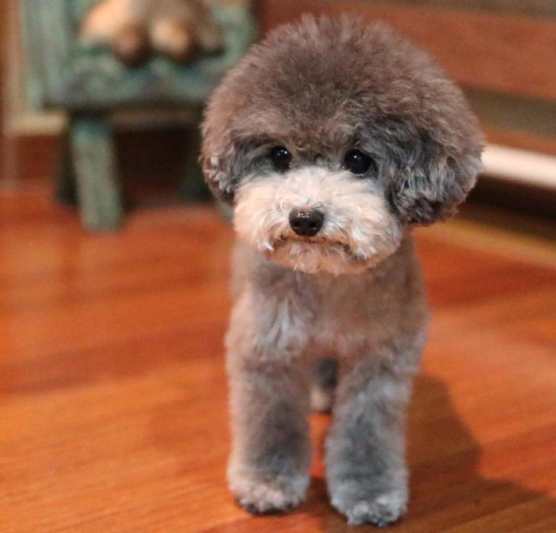 第一课贵宾犬 知乎 第一课贵宾犬 知乎
