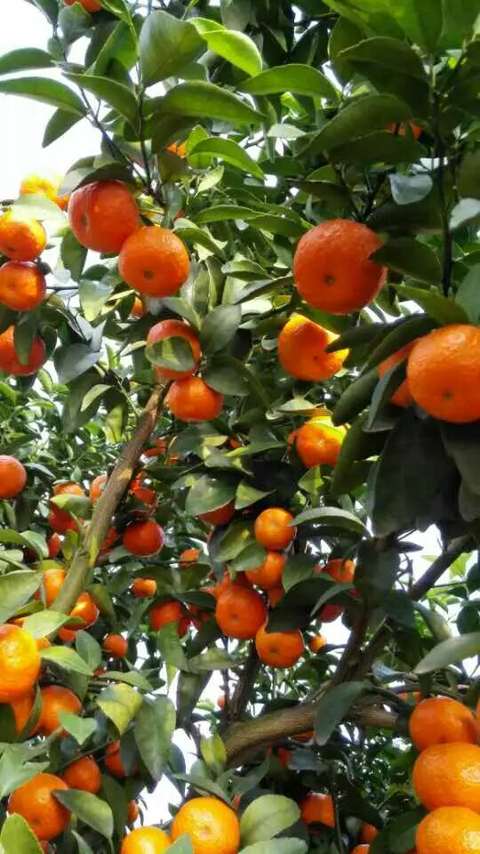 广东广西2016年沙糖桔的供求关系预测。? - 卖