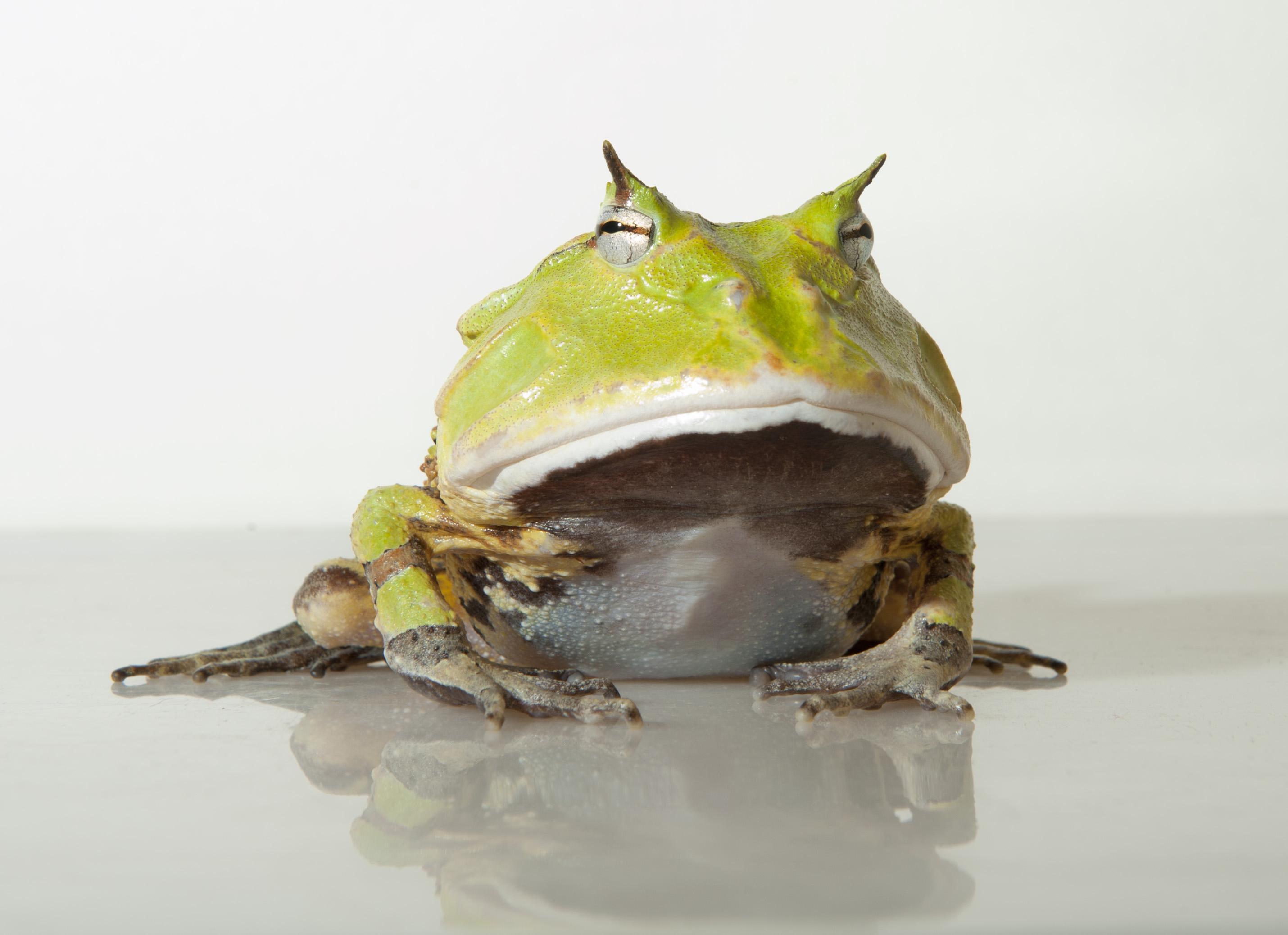 动物蛙图片大全-动物蛙高清图片下载-觅知网