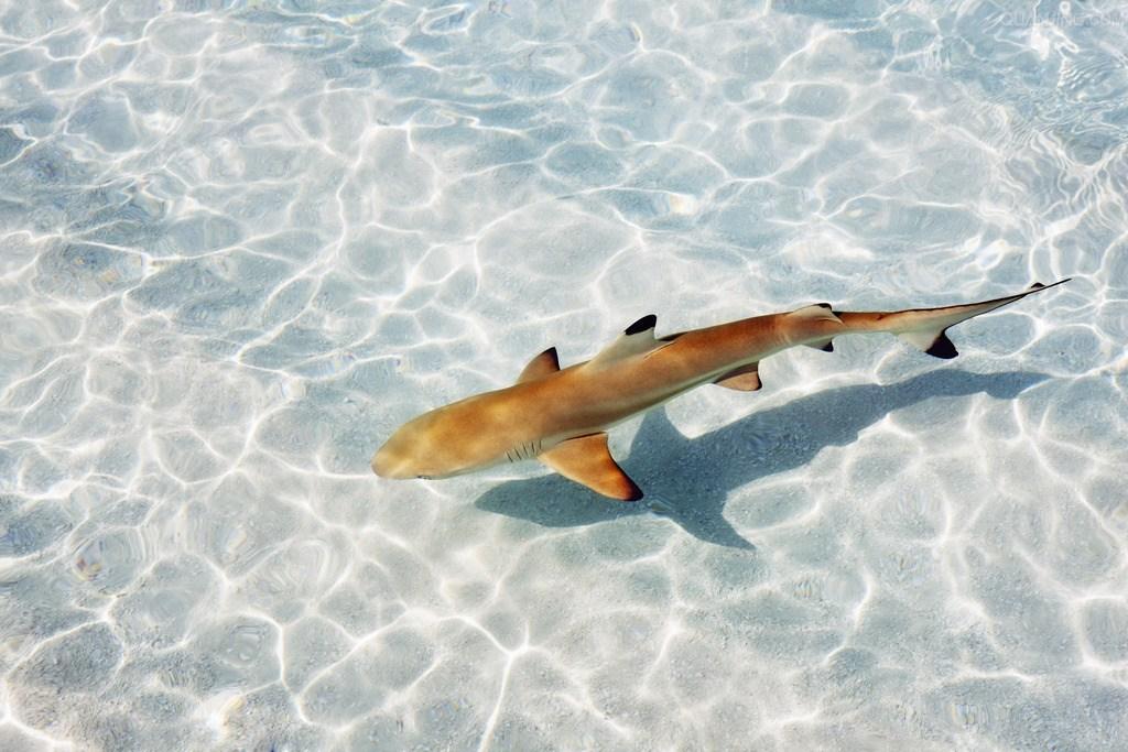 有哪些关于动物们最后归宿的知识? - 一个男人