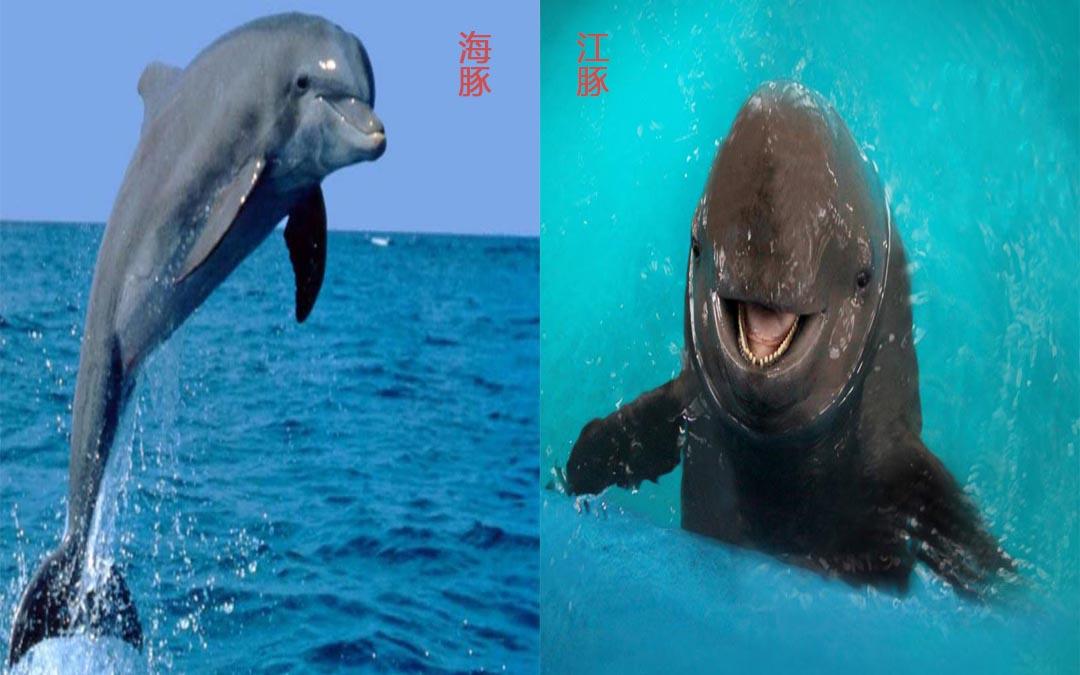 它们在外形特征上最明显的区别在于嘴巴,海豚的嘴巴比江豚的嘴巴要尖