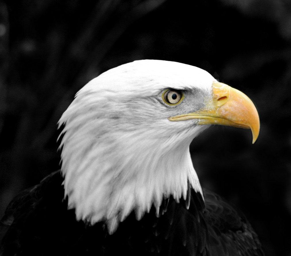 鹰,隼,雕,枭的区别是什么?