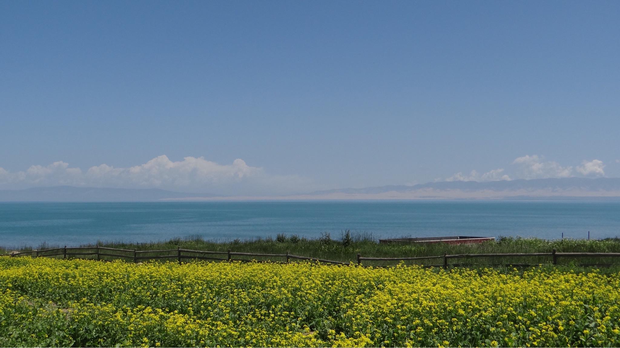 七月去青海湖旅游好吗?天气如何?七月青海湖油菜花开得好吗?