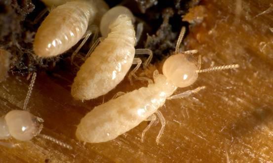 Trapeze Insect 白蚁:“最熟悉的陌生虫” - 知乎