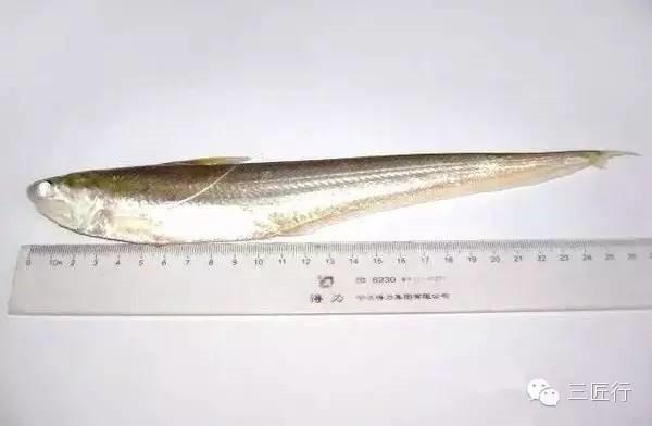 一斤卖到8000元，长江刀鱼，最后的美味 - 知乎