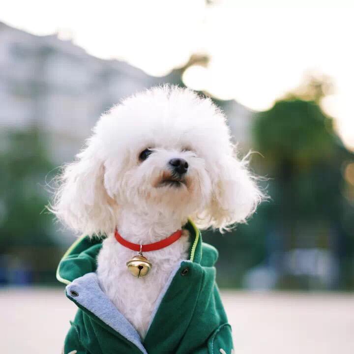 你是怎么给你的宠物起名的? - 知乎用户的回答