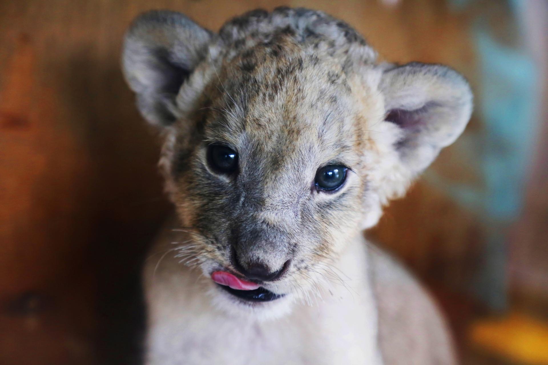 野生动物有哪些「动作」特别萌?