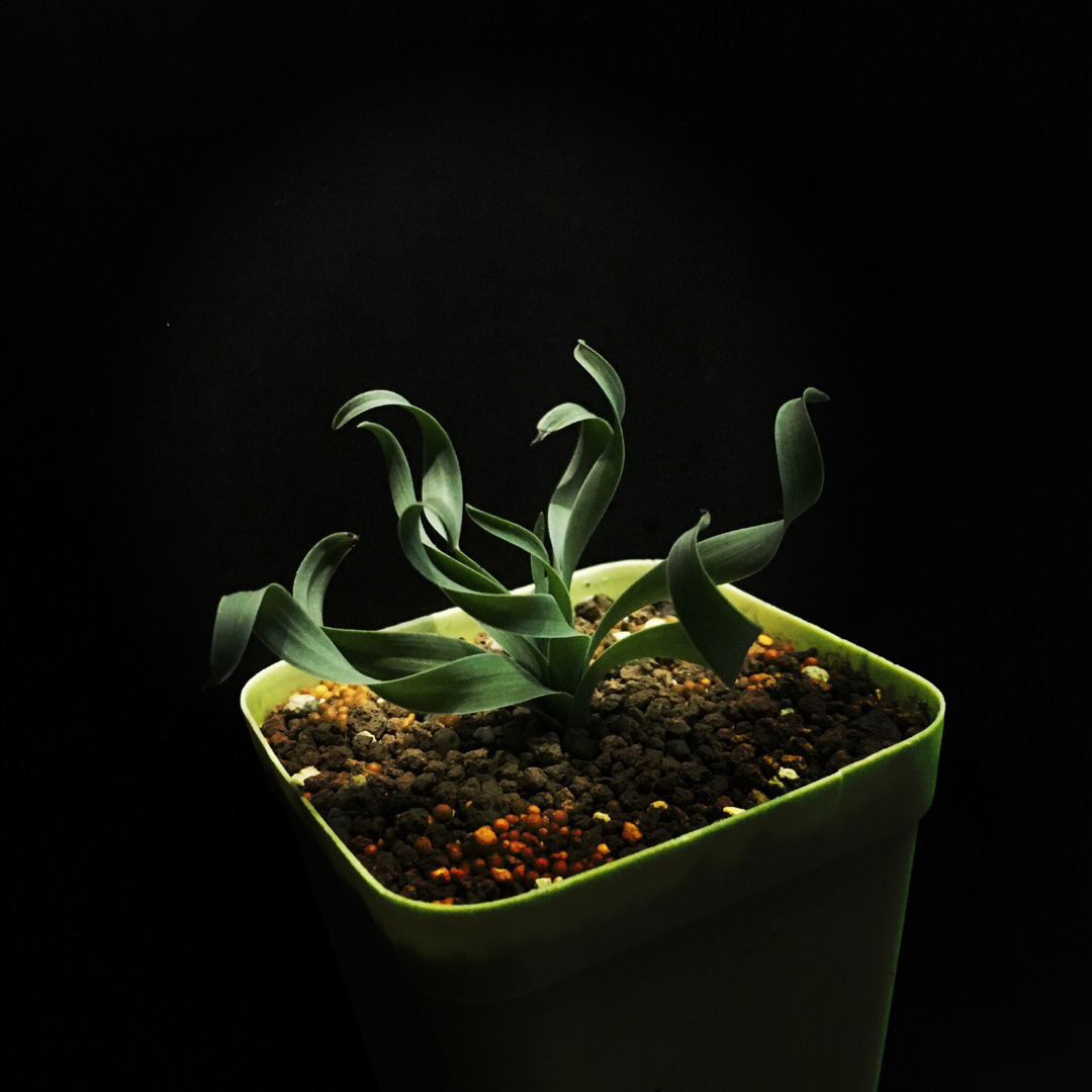 大家觉得网配圈大神有哪些?