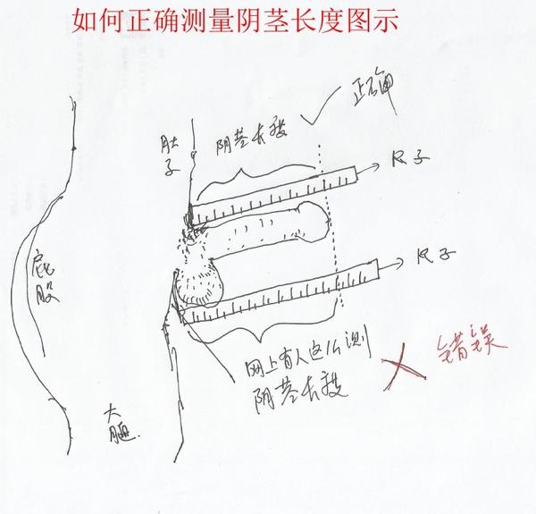 如何正確的測量丁丁長度