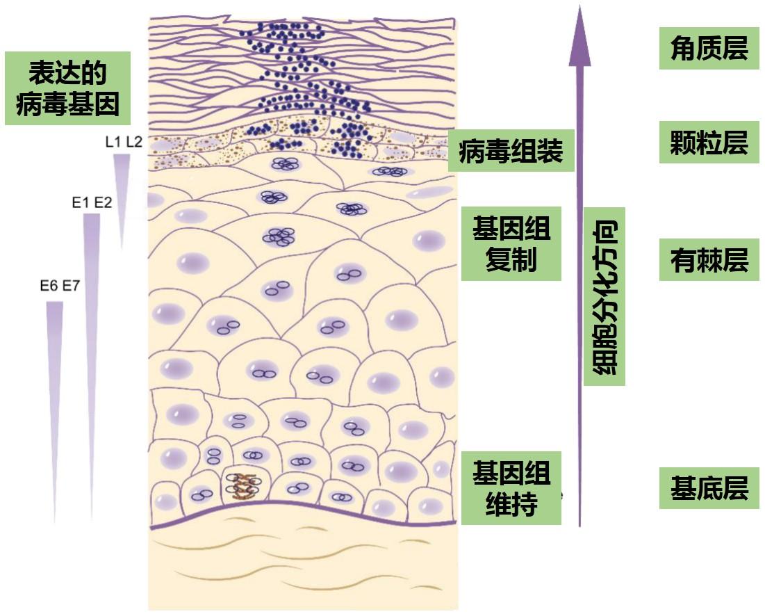 了解皮肤简单的结构之后我们来看hpv的复制过程——hpv的复制过程