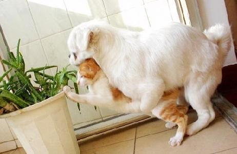 有哪些性价比很高的猫玩具? - 起个什么名好呢