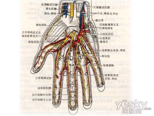 食指动脉血管分布图图片