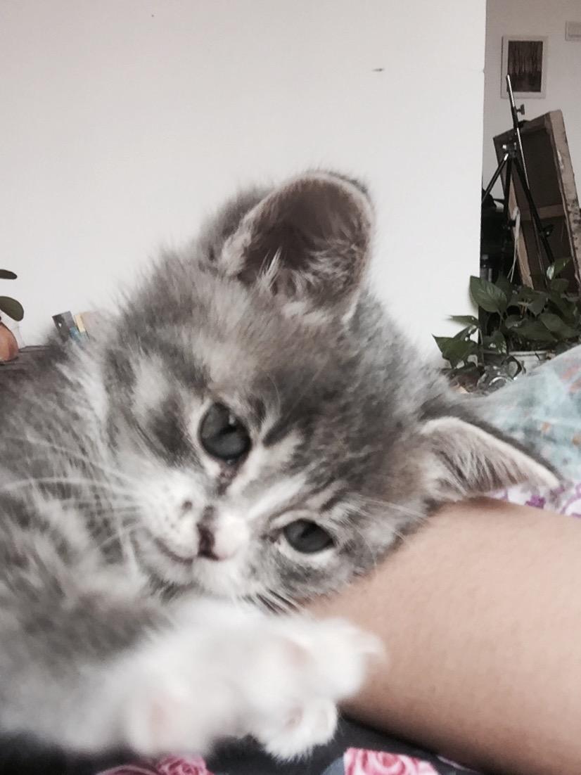 中华田园猫的颜值可以多高? - 造句子的回答