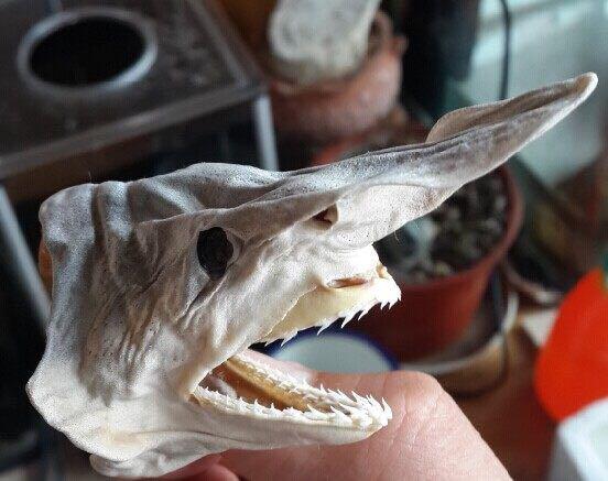 发现了以下 (高能预警,可能引起您的不适) 幼鲨头 标本 青鲨 柠檬鲨等