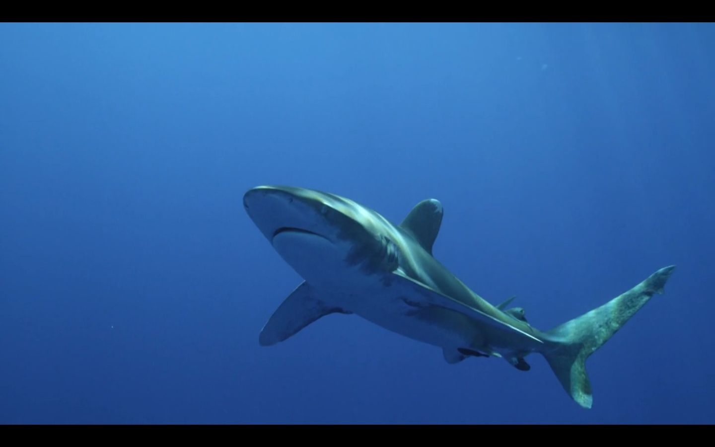 既然对吃人不感兴趣，那鲨鱼为什么要攻击人类？