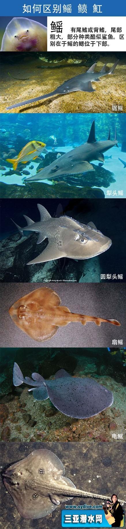 鳐,鲼,魟有什么形态学差别?