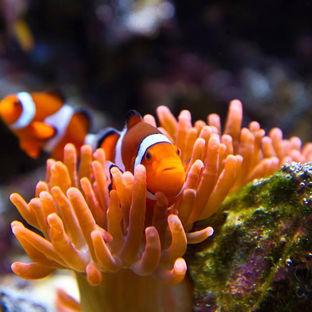 放大,放大,再放大,每一株都有无数个珊瑚虫