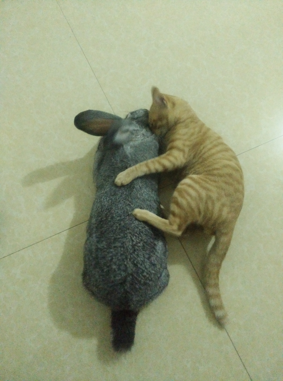 猫咪可以和龙猫兔子一起养吗?