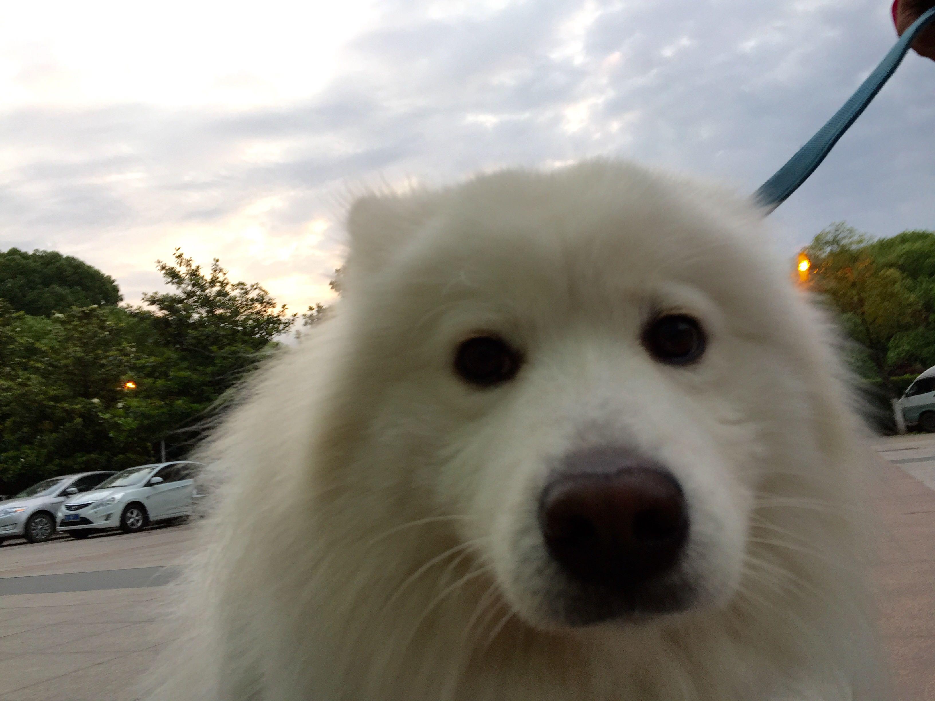 为什么萨摩耶喜欢歪脖子?