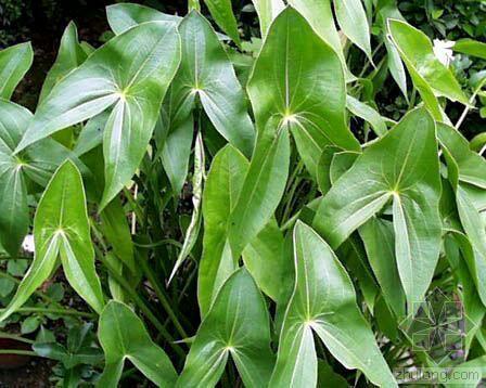 想知道四川这里的白磁瓜儿学名叫什么? - 绕树