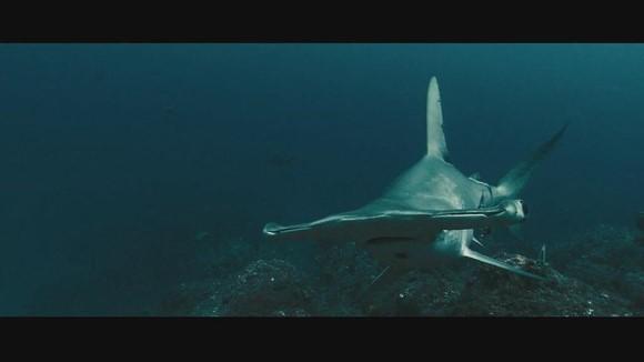 纪录片海洋中出现了哪些动物?