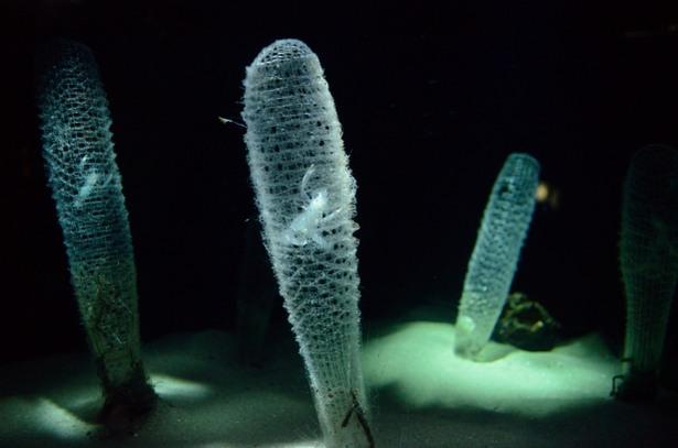 偕老于花篮，同栖长相守 - 知乎